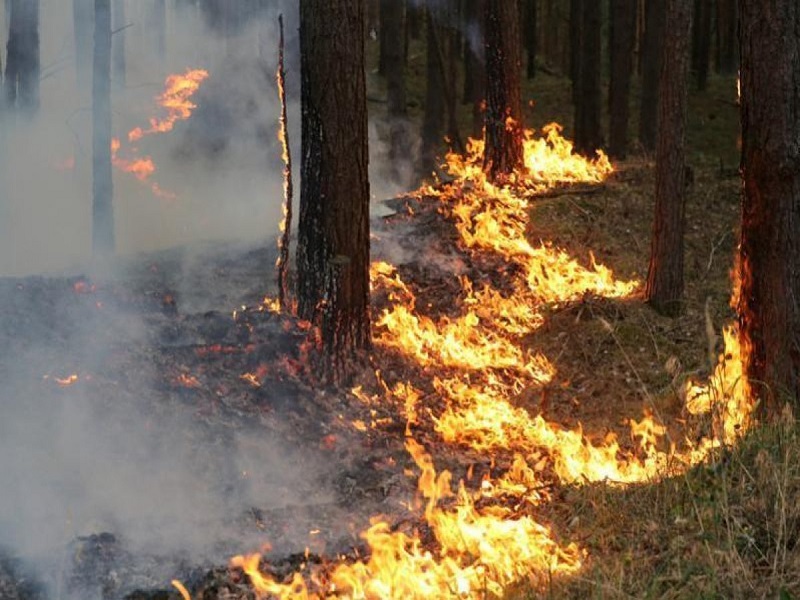 Основным виновником лесных пожаров является человек - его небрежность при пользовании в лесу огнем во время работы и отдыха.
