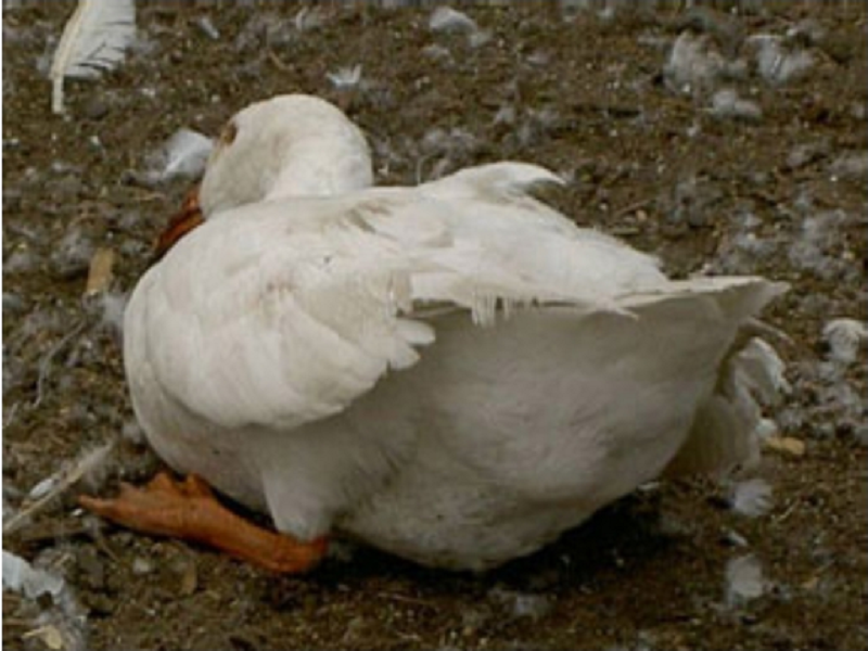 Россельхознадзор информирует: в 2023 году высок уровень угрозы гриппа птиц.