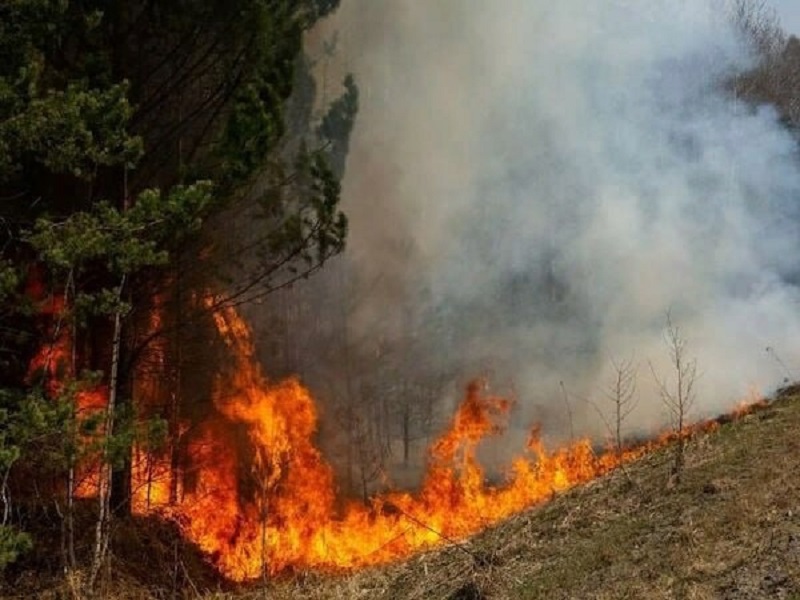 С 28 апреля 2023 года введён на территории Змеиногорского района введен особый противопожарный режим.