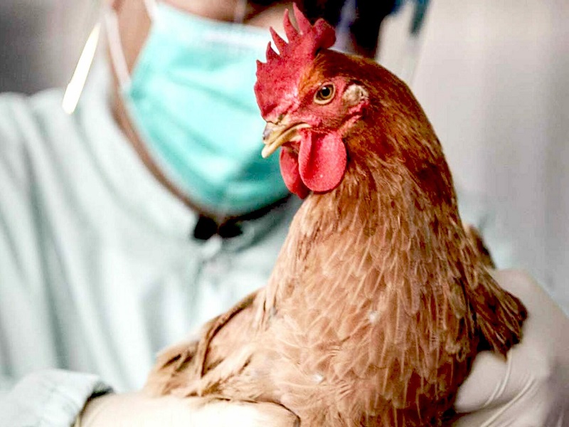 Эпизоотическая ситуация по высокопатогенному гриппу птиц (ВГП) на территории Российской Федерации продолжает оставаться напряжённой.